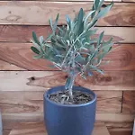 Little Olive Tree House