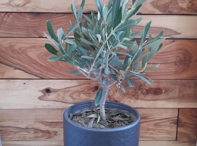 Little Olive Tree House