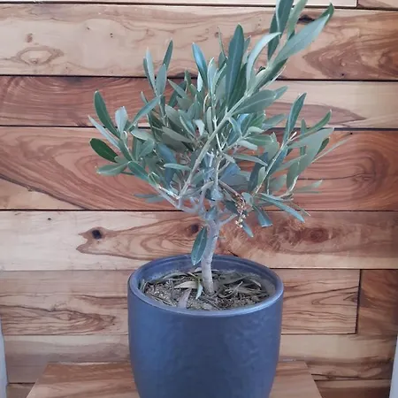 Little Olive Tree House